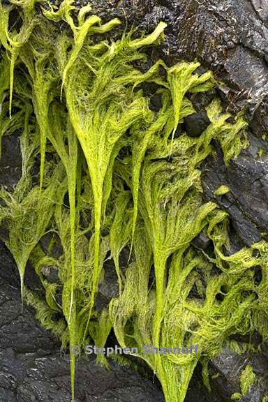 algae 1 graphic